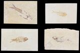 Lot: Cheap to Green River Fossil Fish - Pieces #81228-1